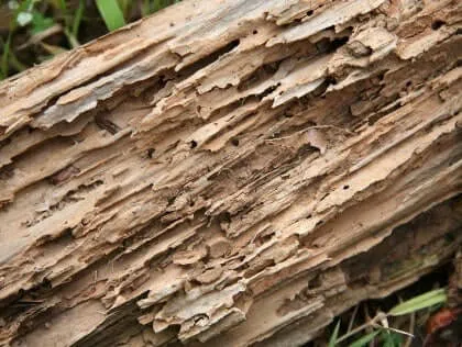 Diagnostic Termites infestation